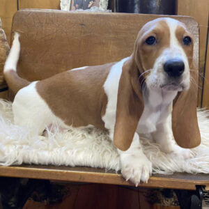 Basset Hound Puppies