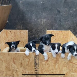 Border Collie Puppies