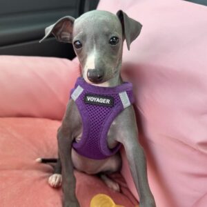 Italian Greyhound Puppies