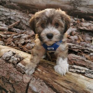 Havanese Puppies