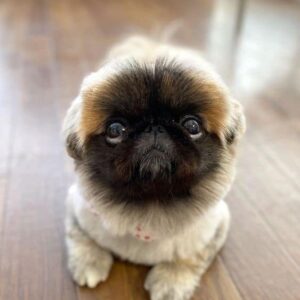 Pekingese Puppies