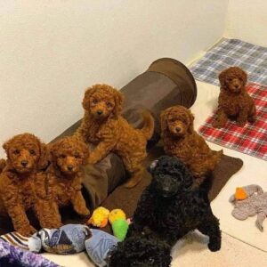 Goldendoodle Puppies