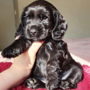 Cocker Spaniel Puppies