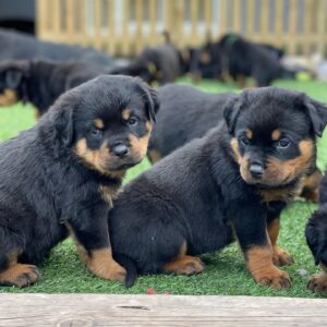 Rottweiler Puppies