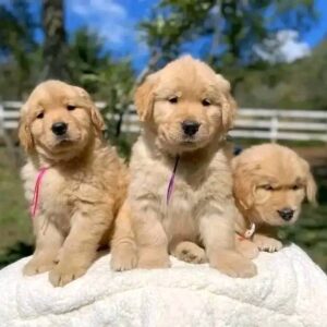 Golden Retriever Puppies