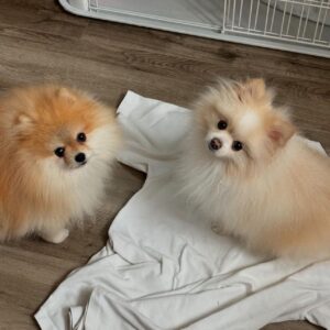 Pomeranian Puppies