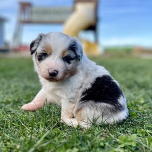 Australian Shepherd