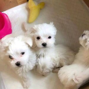 Maltese Puppies