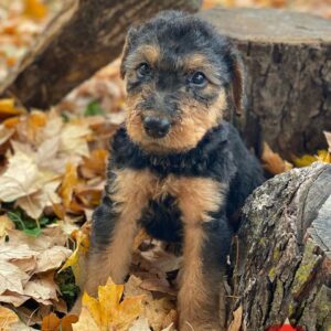 Airedale Terrier Puppies