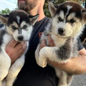 Siberian Husky Puppies