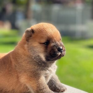 Chow Chow Puppies