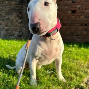 Bull Terrier Puppies