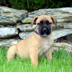 Boerboel Puppies